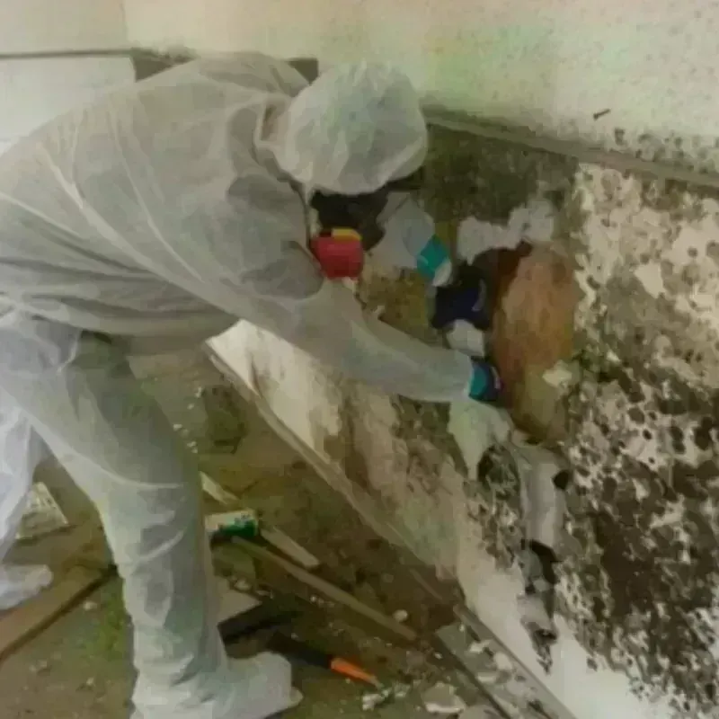 Mold Remediation and Removal in Coquille, OR